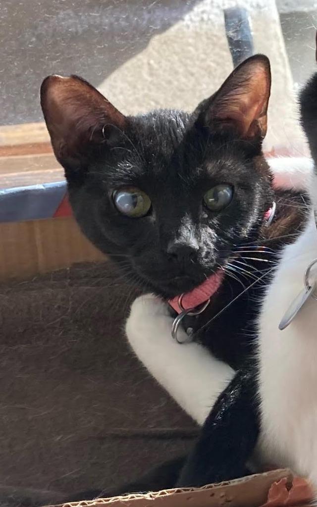 Baby Girl, Adoptable, Adult Female Domestic Medium Hair.