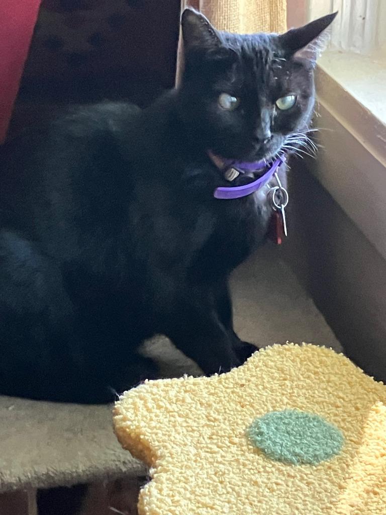 Enlarge Baby Girl, a Adoptable mixed breed in Salt Lake City, UT image 3/5