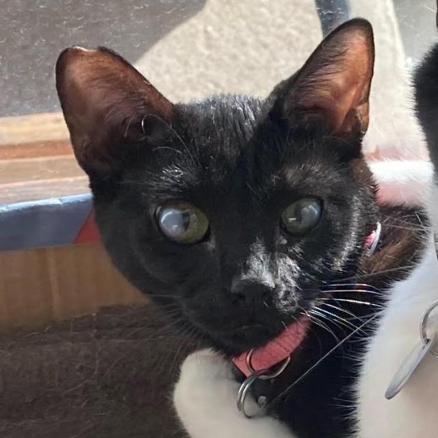 Baby Girl, Adoptable, Adult Female Domestic Medium Hair.