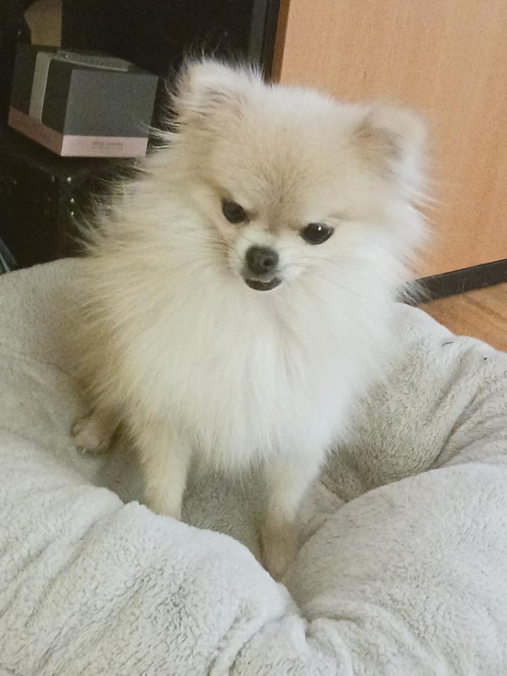 Enlarge Bambi, an adopted Pomeranian in Brockport, NY image 3/5