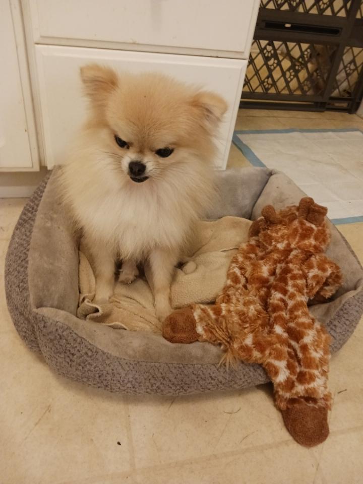 Enlarge Bambi, an adopted Pomeranian in Brockport, NY image 4/5