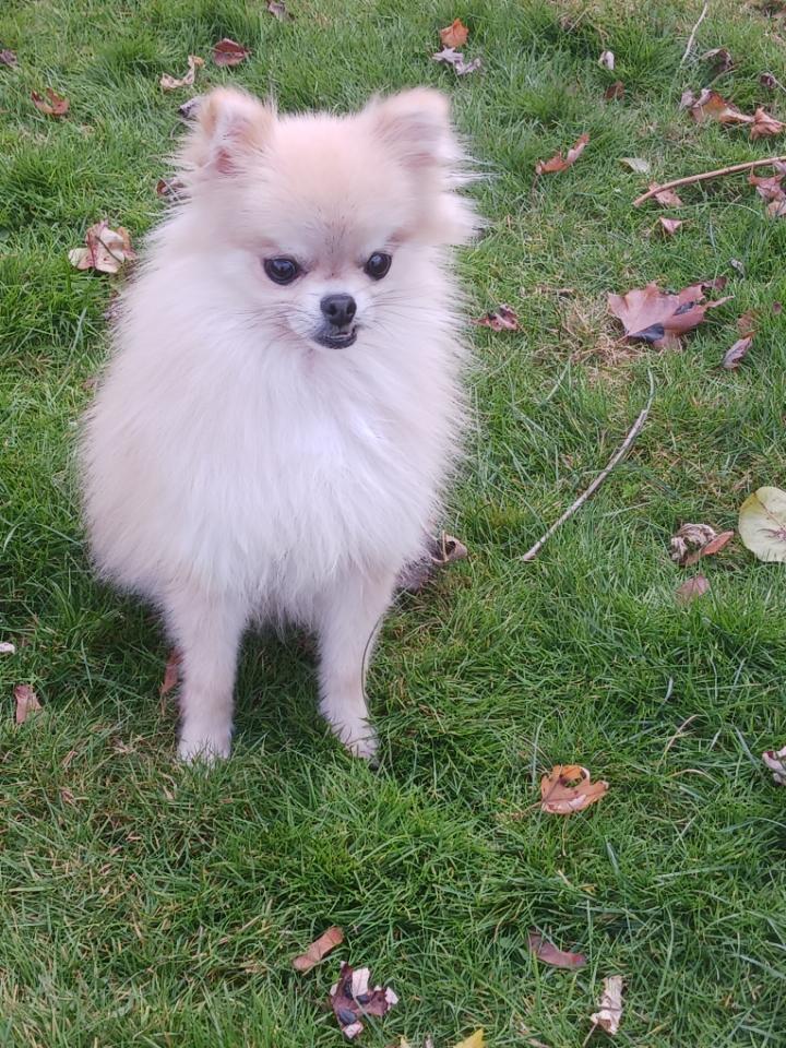 Bambi, adopted, Adult Female Pomeranian.