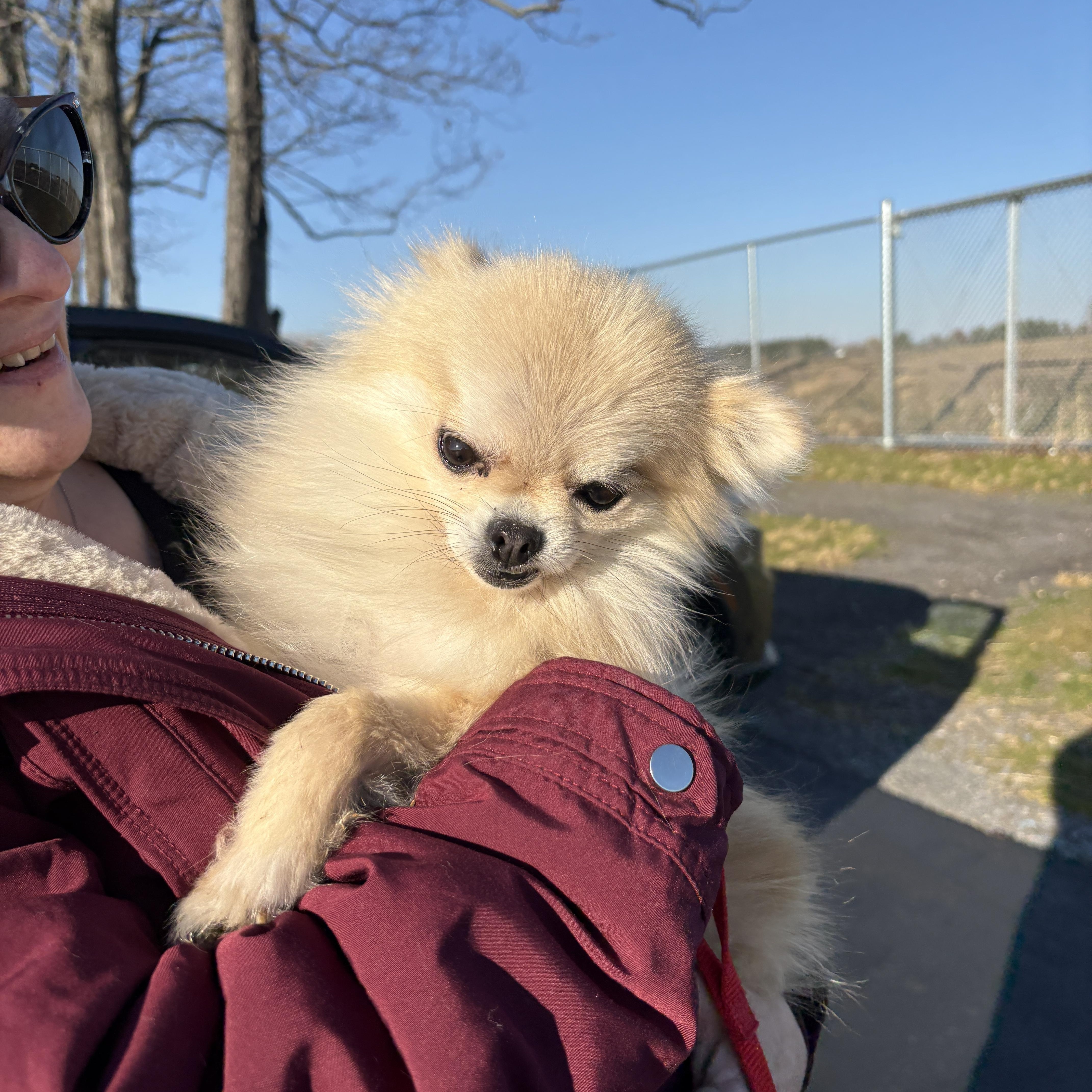 Enlarge Bambi, an adopted Pomeranian in Brockport, NY image 5/5