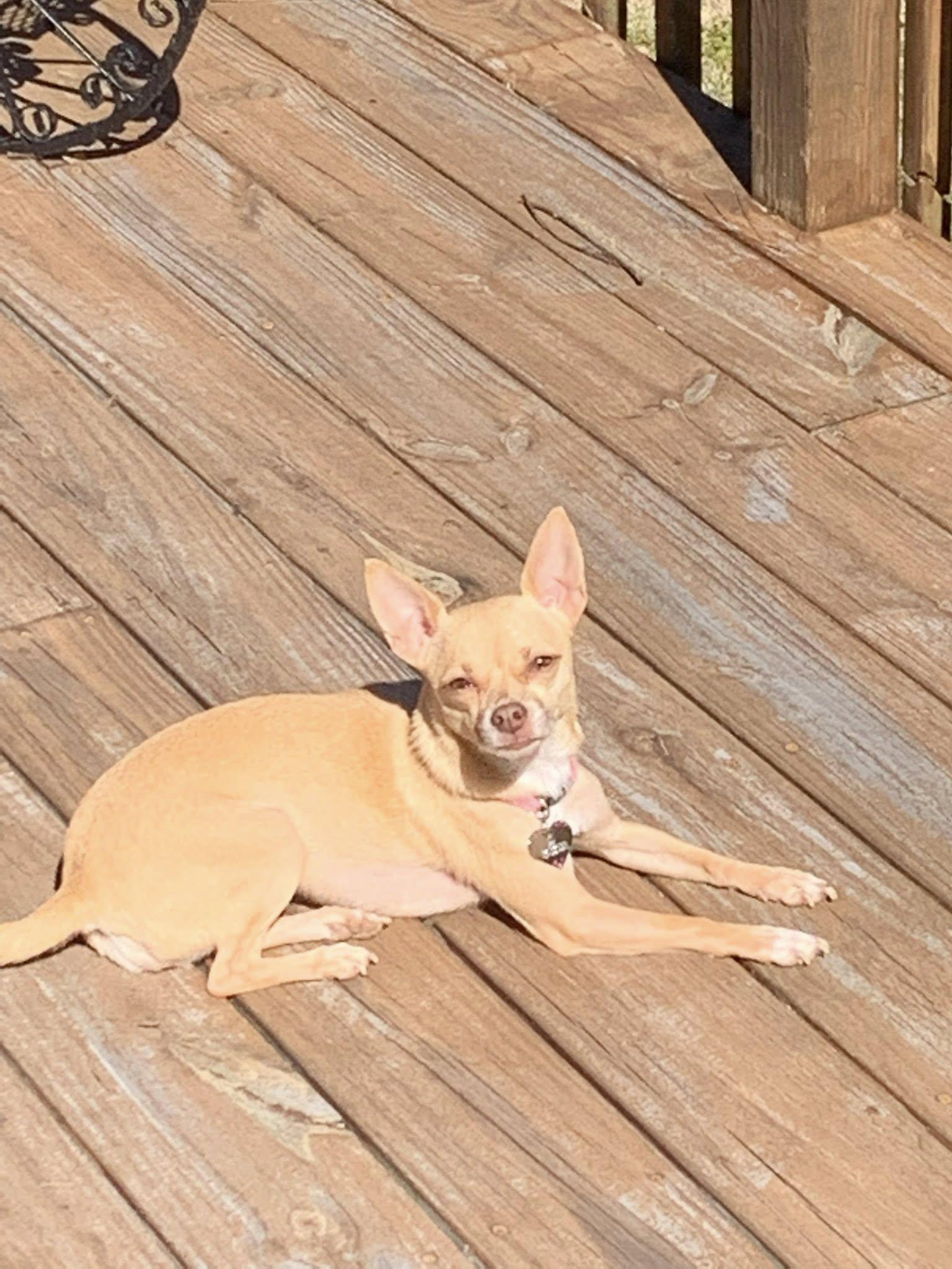 Zoe, Adoptable, Adult Female Chihuahua.