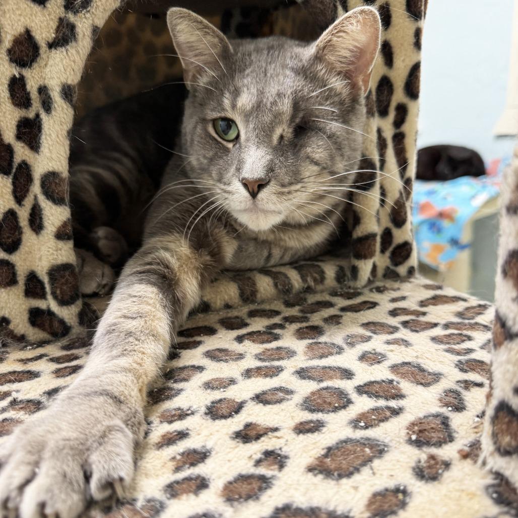 Tony, Adoptable, Adult Male Domestic Short Hair.