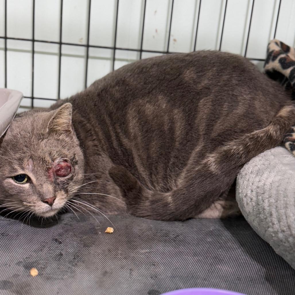 Enlarge Tony, a Adoptable Domestic Short Hair in Mount Juliet, TN image 1/5