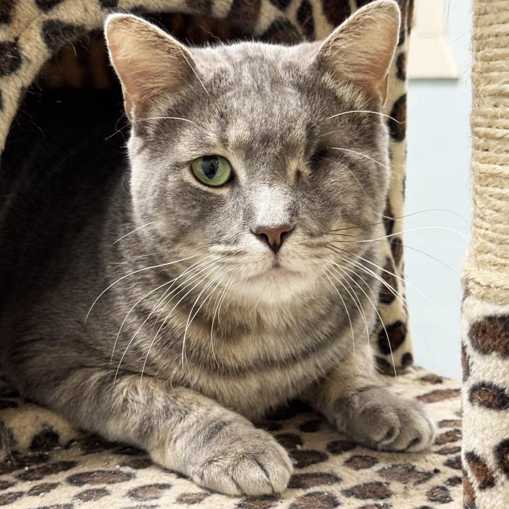 Enlarge Tony, a Adoptable Domestic Short Hair in Mount Juliet, TN image 2/5