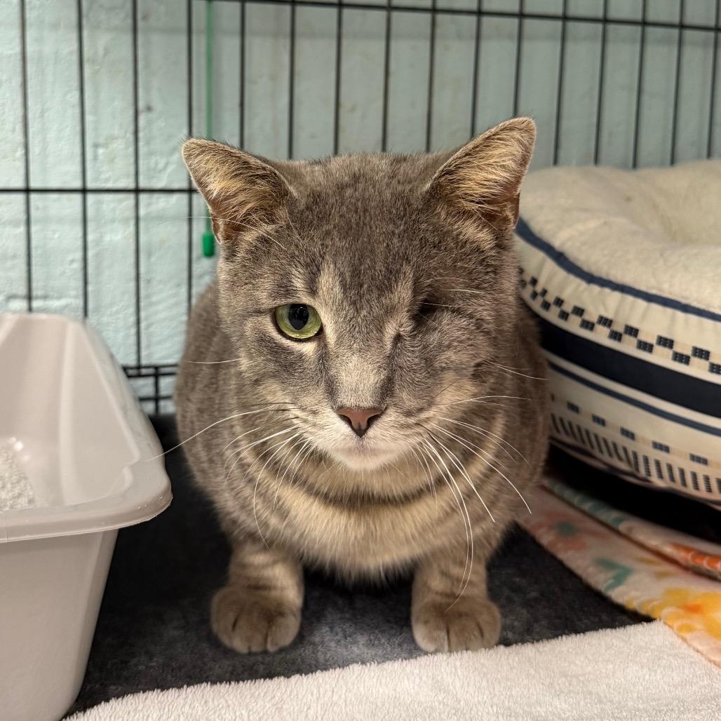 Enlarge Tony, a Adoptable Domestic Short Hair in Mount Juliet, TN image 3/5