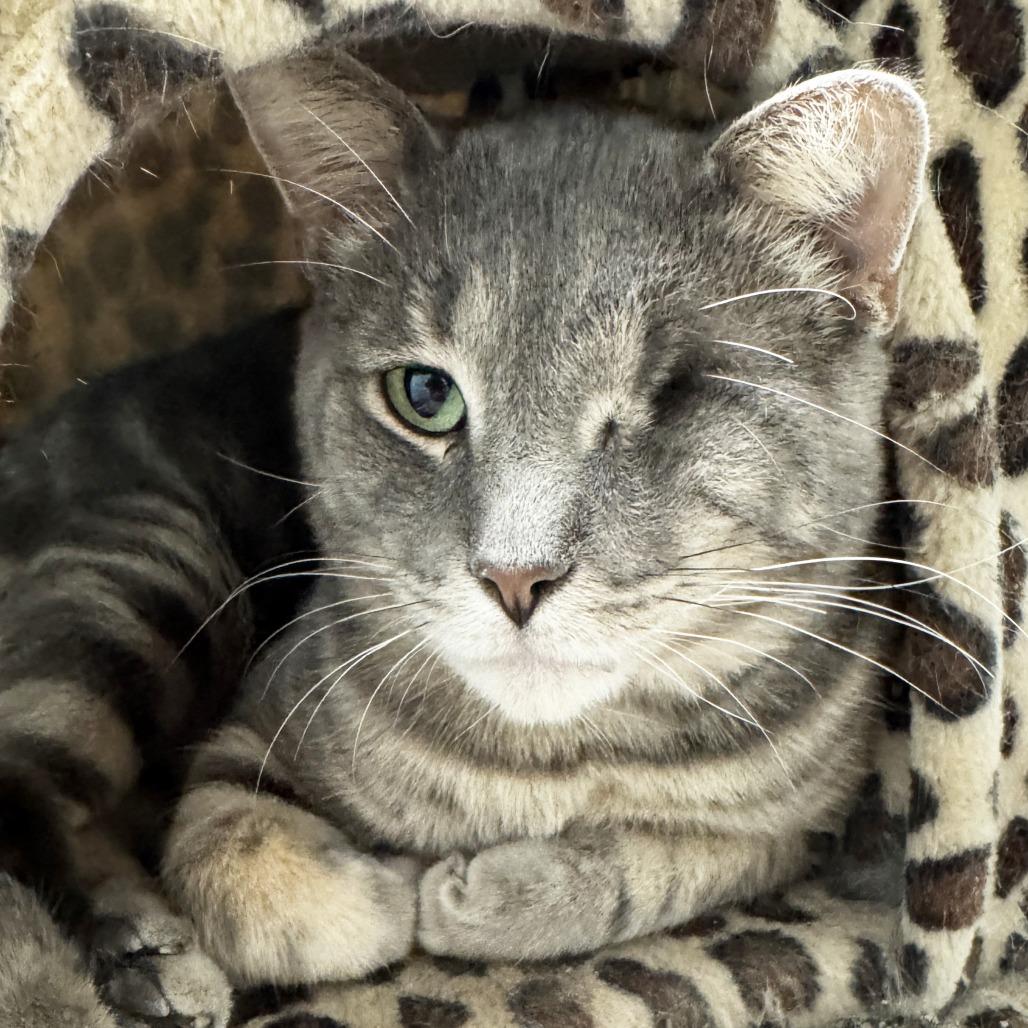 Enlarge Tony, a Adoptable Domestic Short Hair in Mount Juliet, TN image 4/5