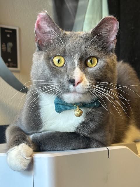 Enlarge Phoenix and Violet *pair*, a Adopted Domestic Short Hair in Ambler, PA image 1/5