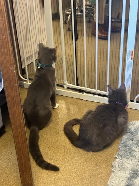 Enlarge Phoenix and Violet *pair*, a Adopted Domestic Short Hair in Ambler, PA image 2/5