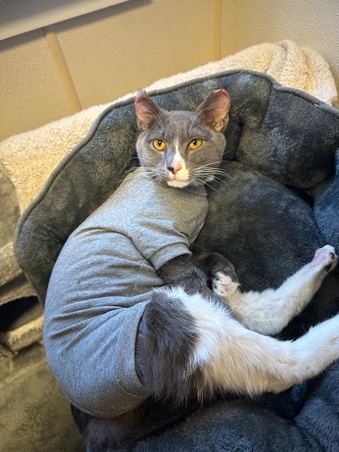 Enlarge Phoenix and Violet *pair*, a Adopted Domestic Short Hair in Ambler, PA image 3/5