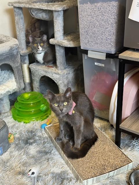 Enlarge Phoenix and Violet *pair*, a Adopted Domestic Short Hair in Ambler, PA image 4/5