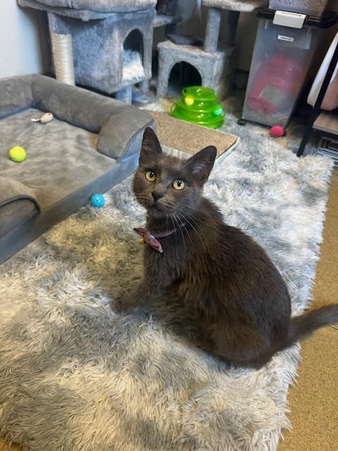 Enlarge Phoenix and Violet *pair*, a Adopted Domestic Short Hair in Ambler, PA image 5/5