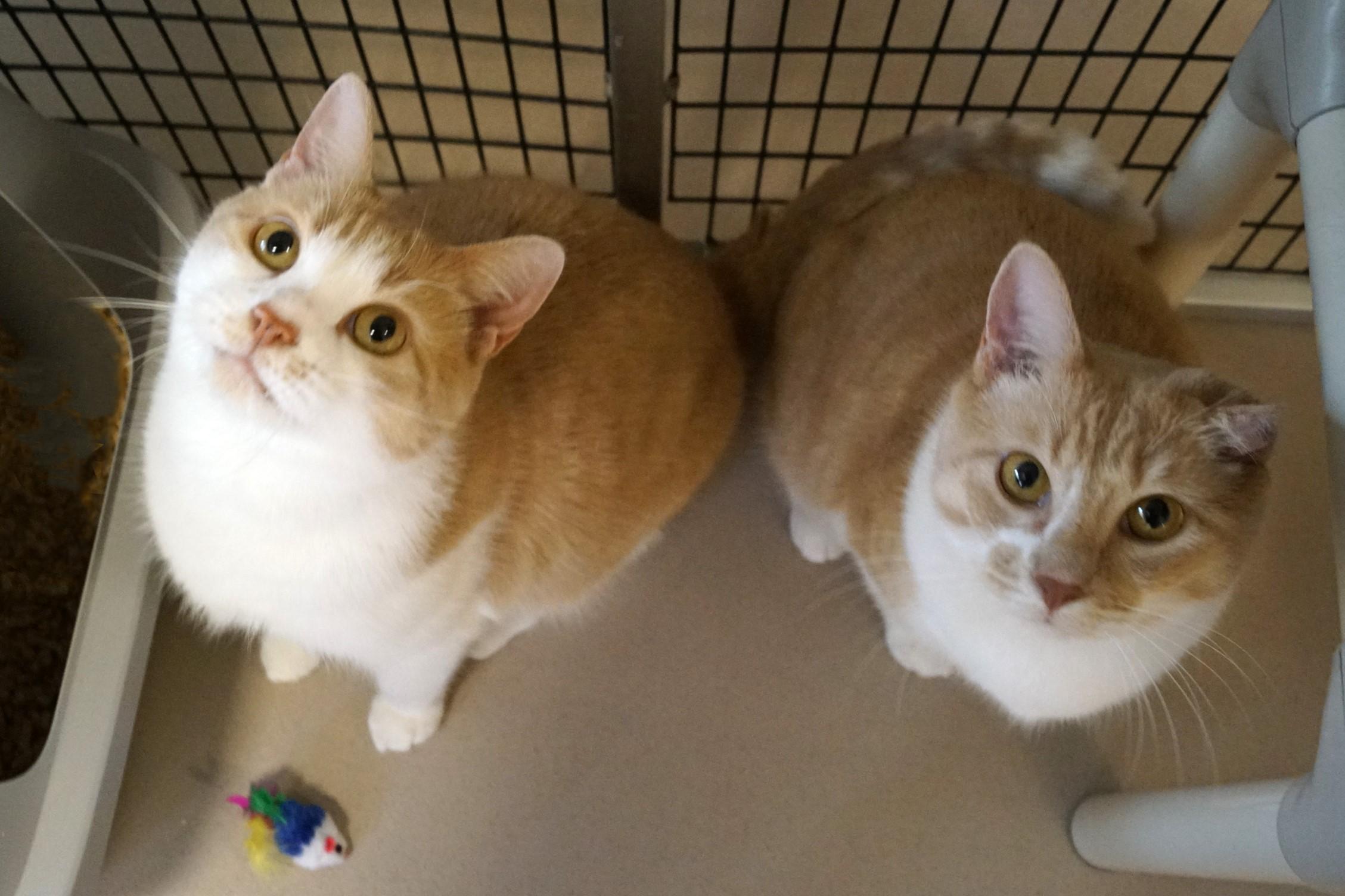 Sergio Bonded w/Dario