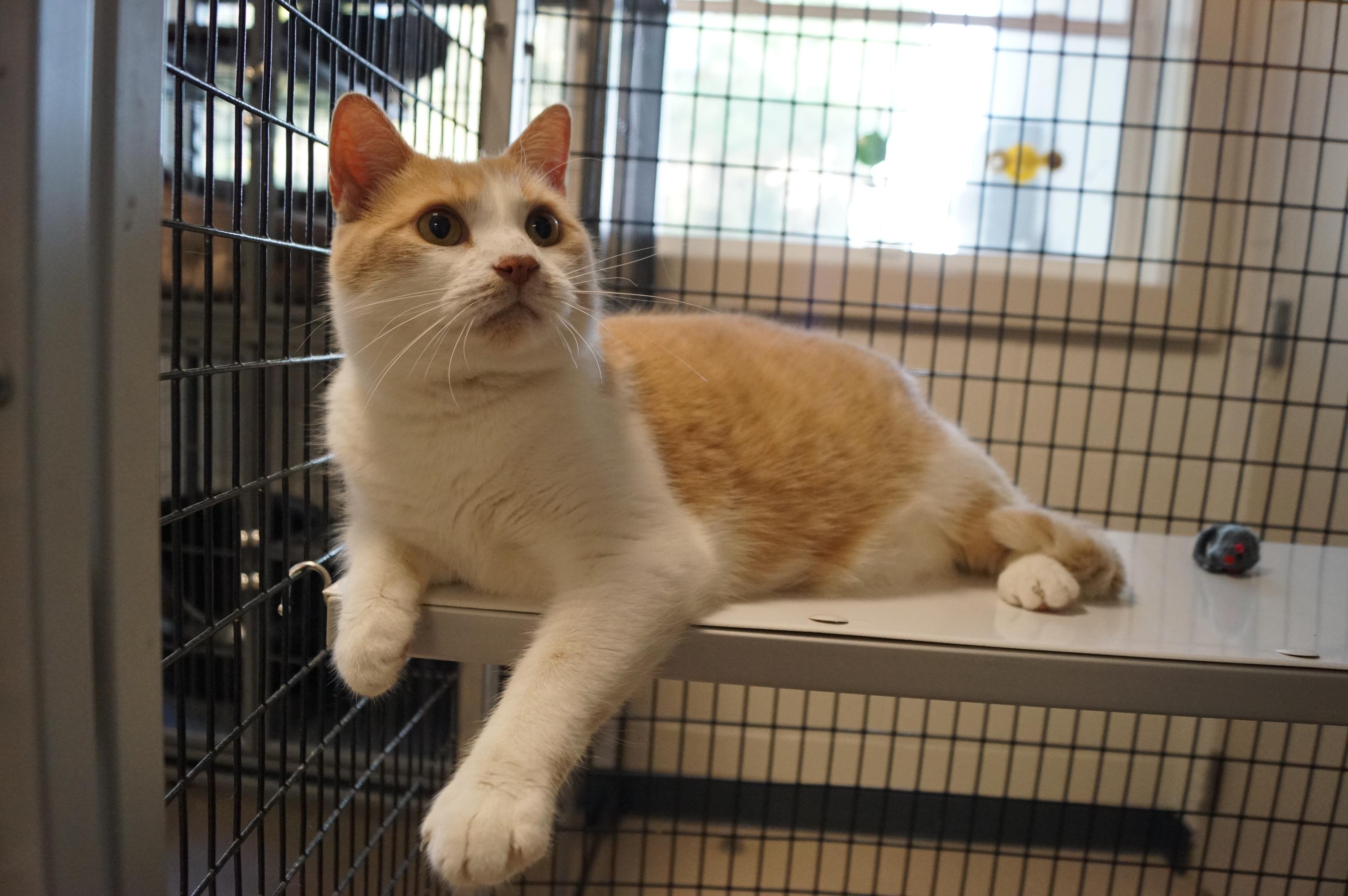 Sergio Bonded w/Dario