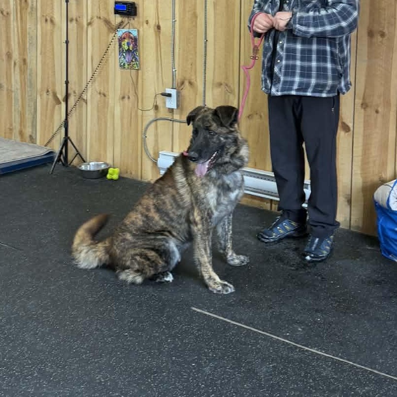 Toby, a Adoptable mixed breed in Lisle, ON image 2/2