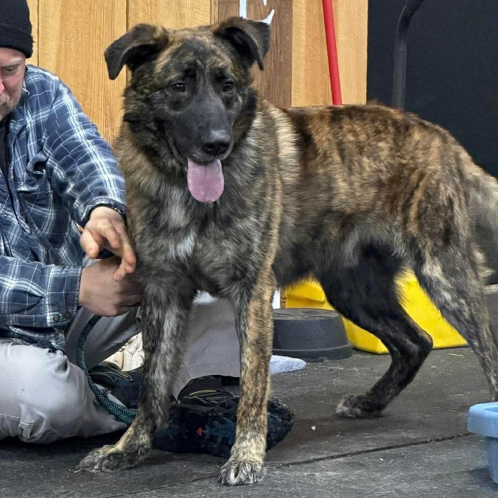 Toby, a Adoptable mixed breed in Lisle, ON image 1/2