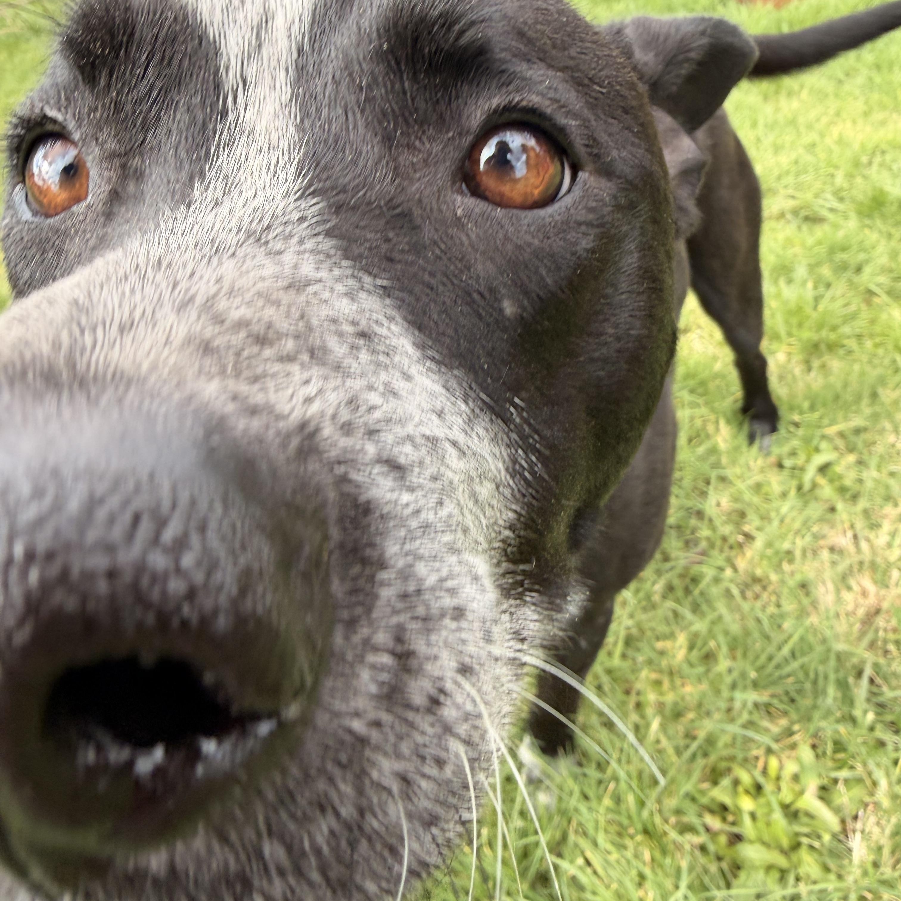 Enlarge Koda, a Adoptable Australian Cattle Dog / Blue Heeler in Bend, OR image 3/5