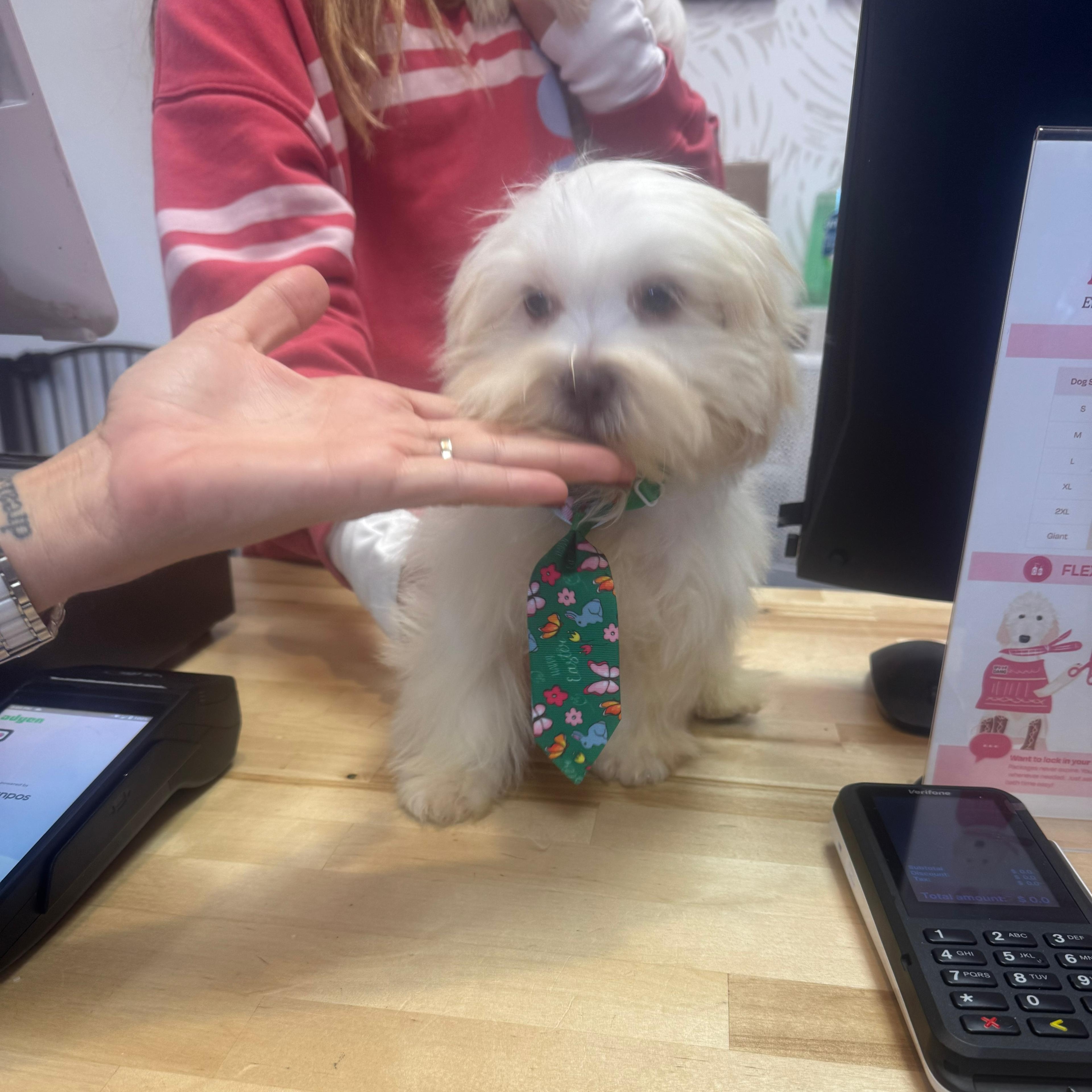 Enlarge Clyde, a ADOPTABLE Shih Tzu in Miami, FL image 4/5