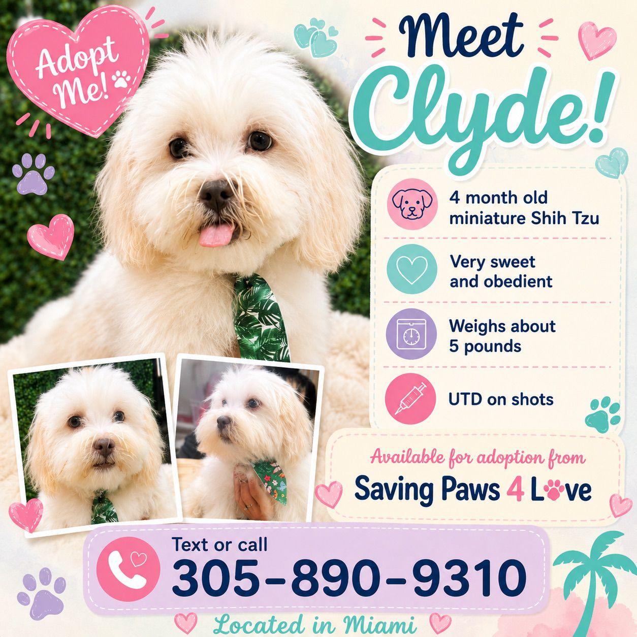 Clyde, adopted, Puppy Male Shih Tzu.