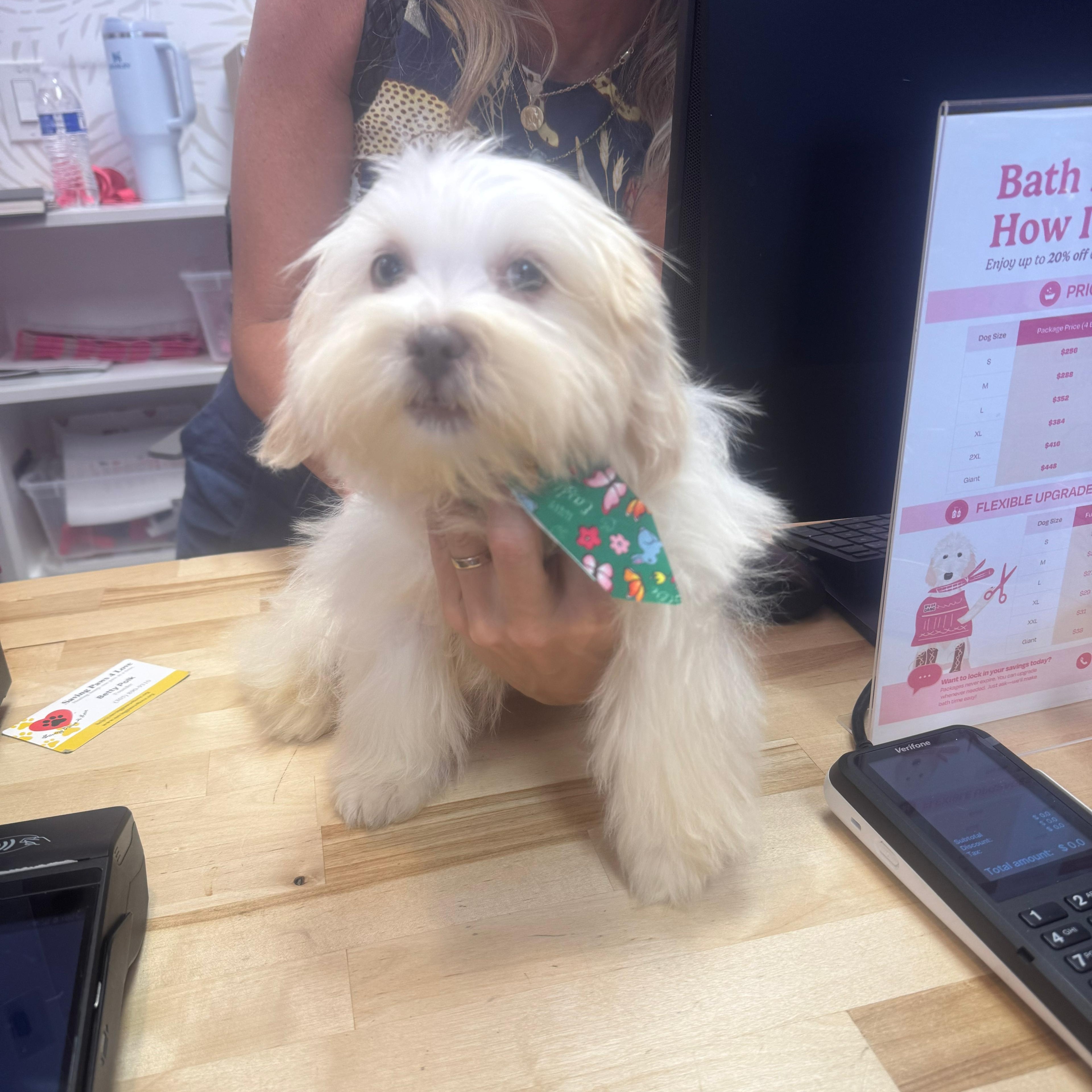 Enlarge Clyde, a ADOPTABLE Shih Tzu in Miami, FL image 2/5