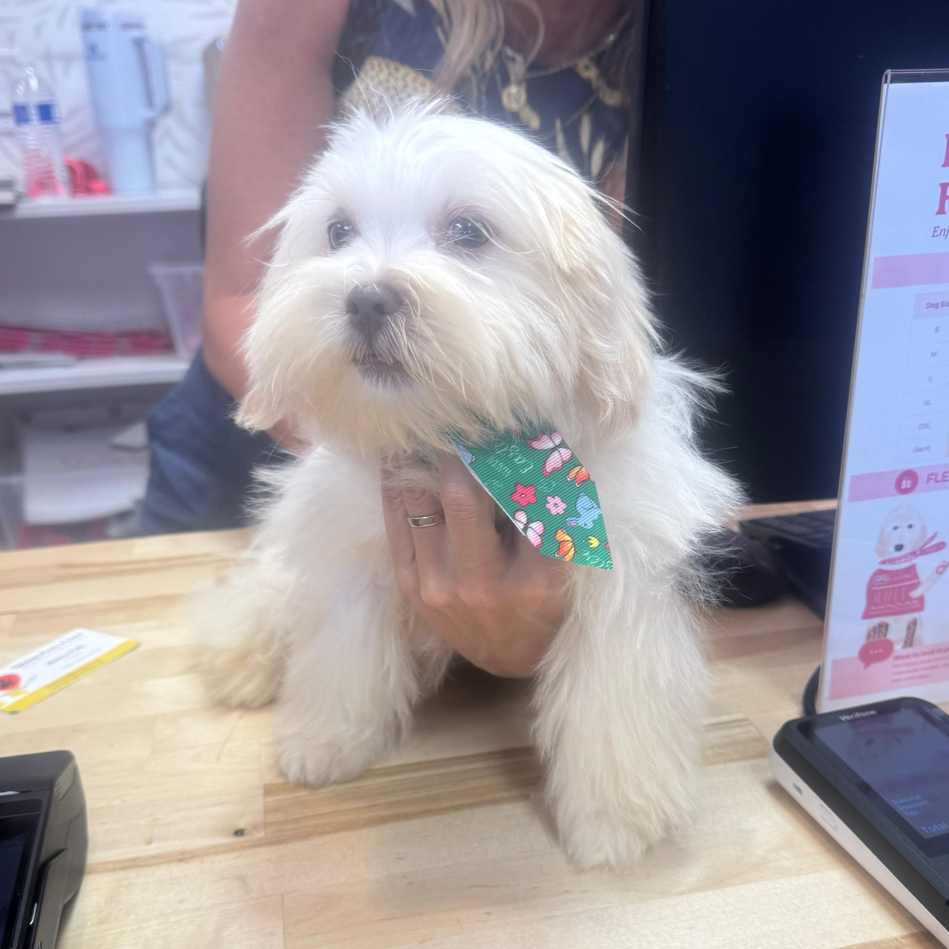 Enlarge Clyde, a ADOPTABLE Shih Tzu in Miami, FL image 5/5