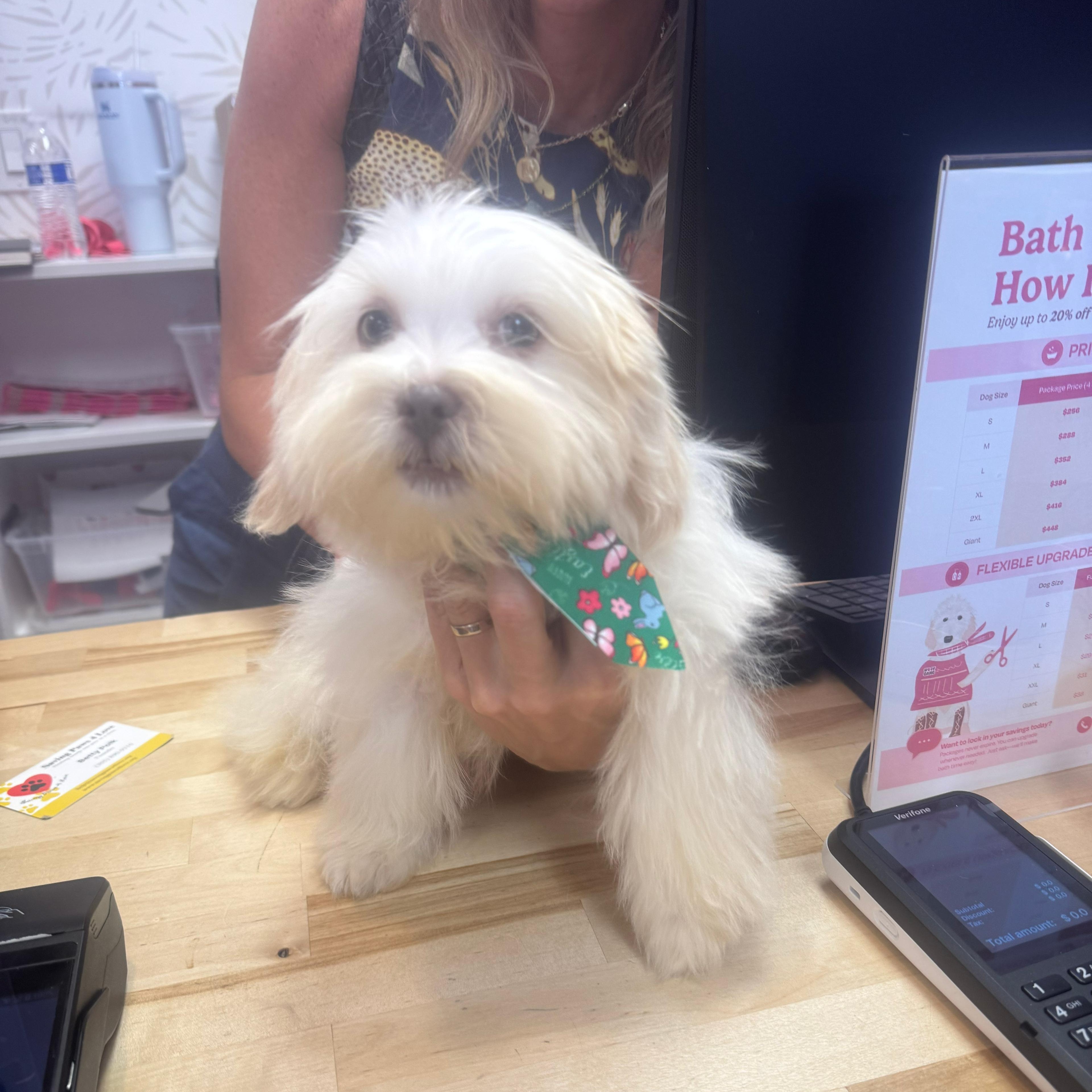 Enlarge Clyde, a ADOPTABLE Shih Tzu in Miami, FL image 3/5