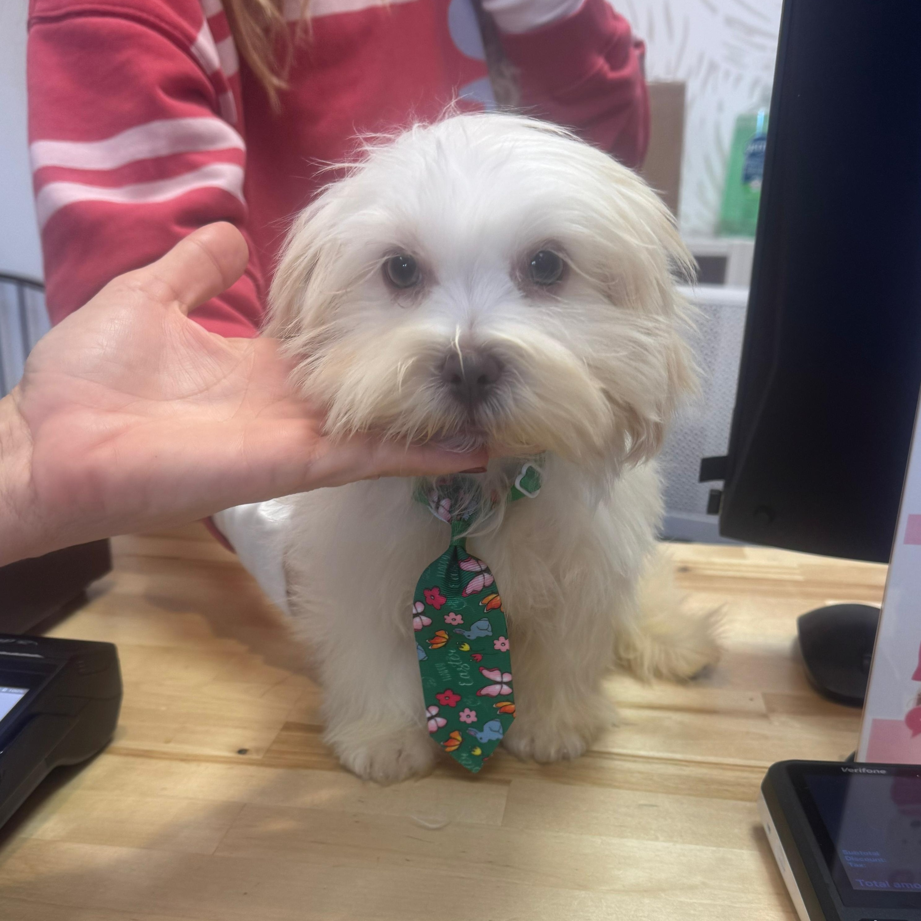Clyde, ADOPTABLE, Puppy Male Shih Tzu.