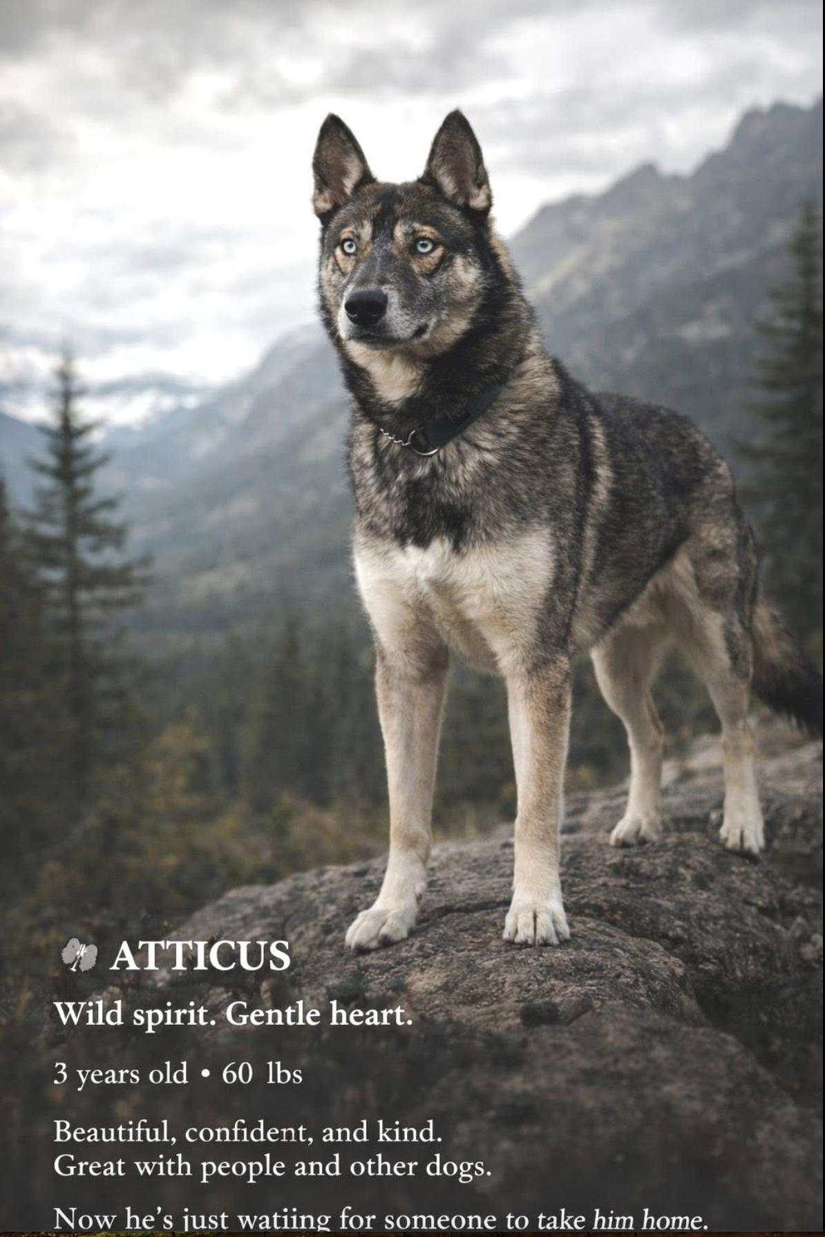 Atticus — thumbnail 3