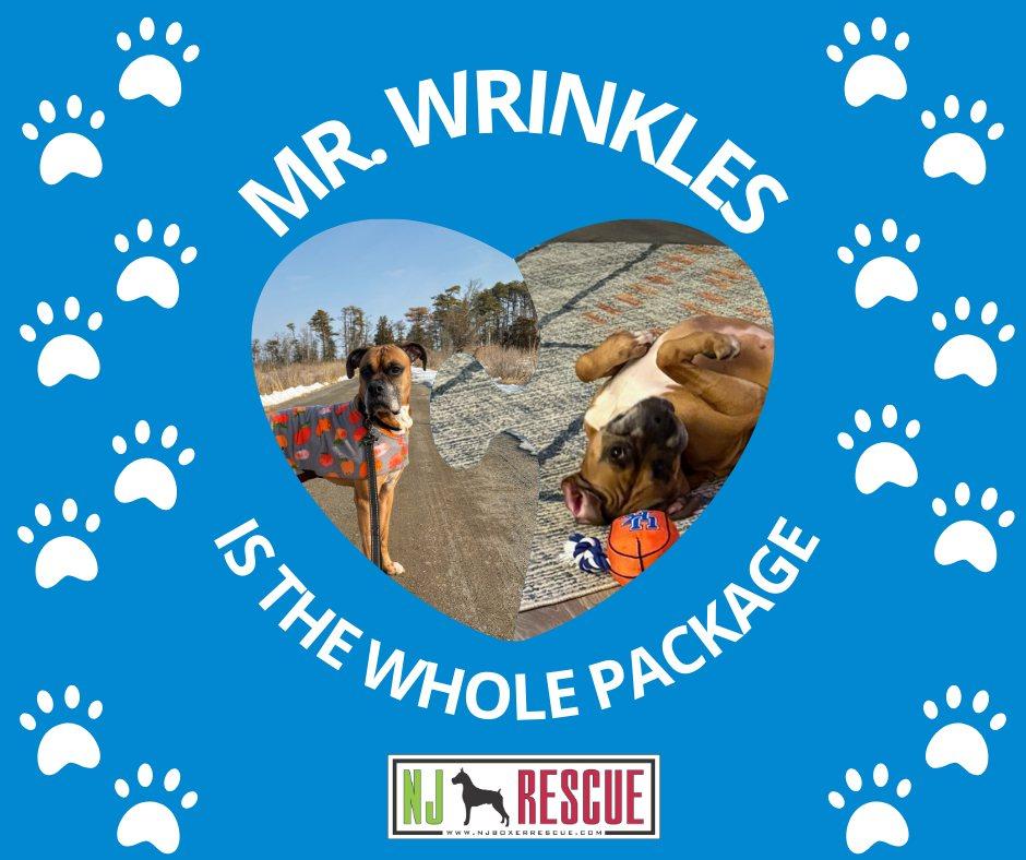 Mr Wrinkles, adoptable, Adult Male Boxer.