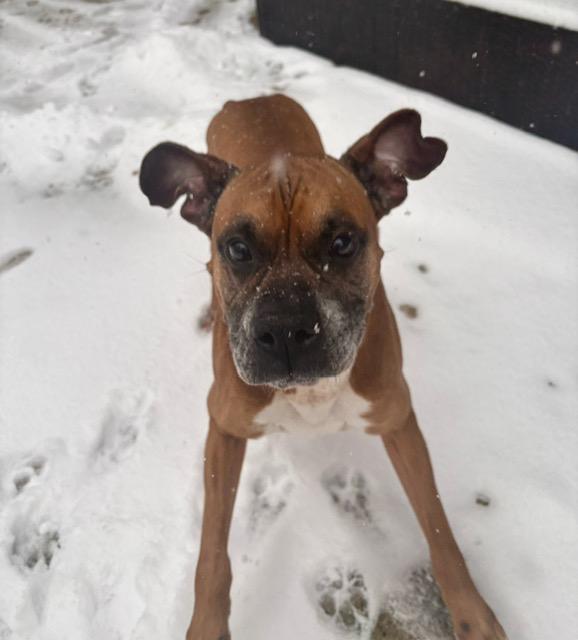 Enlarge Mr Wrinkles, an adoptable Boxer in Middlesex, NJ image 5/6