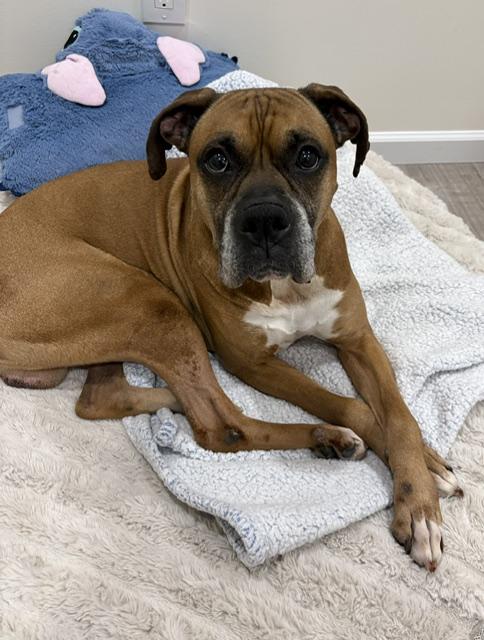 Enlarge Mr Wrinkles, an adoptable Boxer in Middlesex, NJ image 2/6