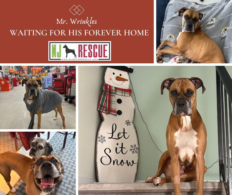 Enlarge Mr Wrinkles, an adoptable Boxer in Middlesex, NJ image 1/6