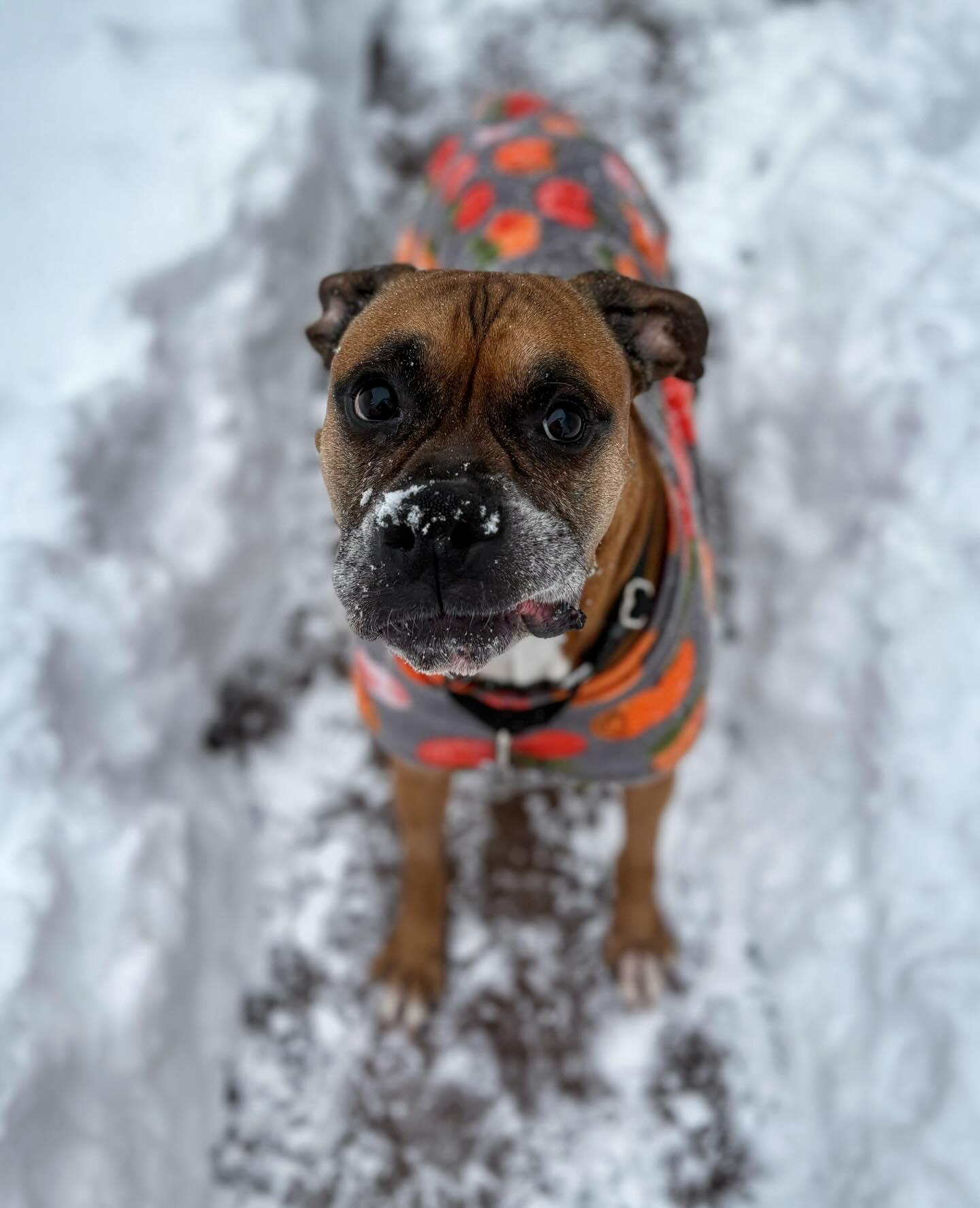 Mr Wrinkles, an adoptable Boxer in Middlesex, NJ image 3/4