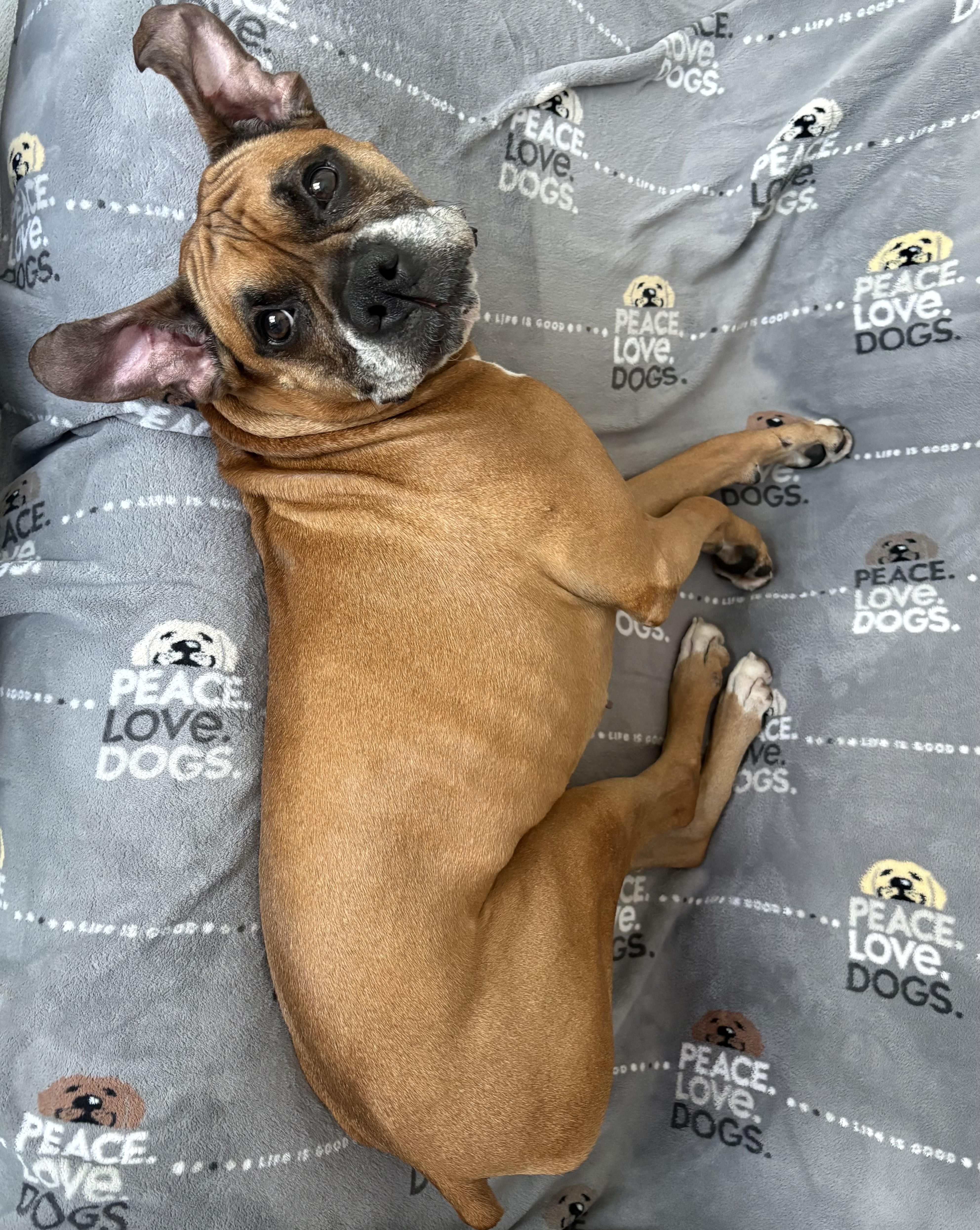 Mr Wrinkles, an adoption pending Boxer in Middlesex, NJ image 4/5