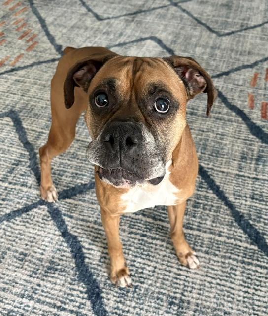 Mr Wrinkles, adoptable, Adult Male Boxer.