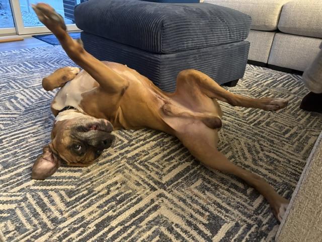 Enlarge Mr Wrinkles, an adoptable Boxer in Middlesex, NJ image 4/6