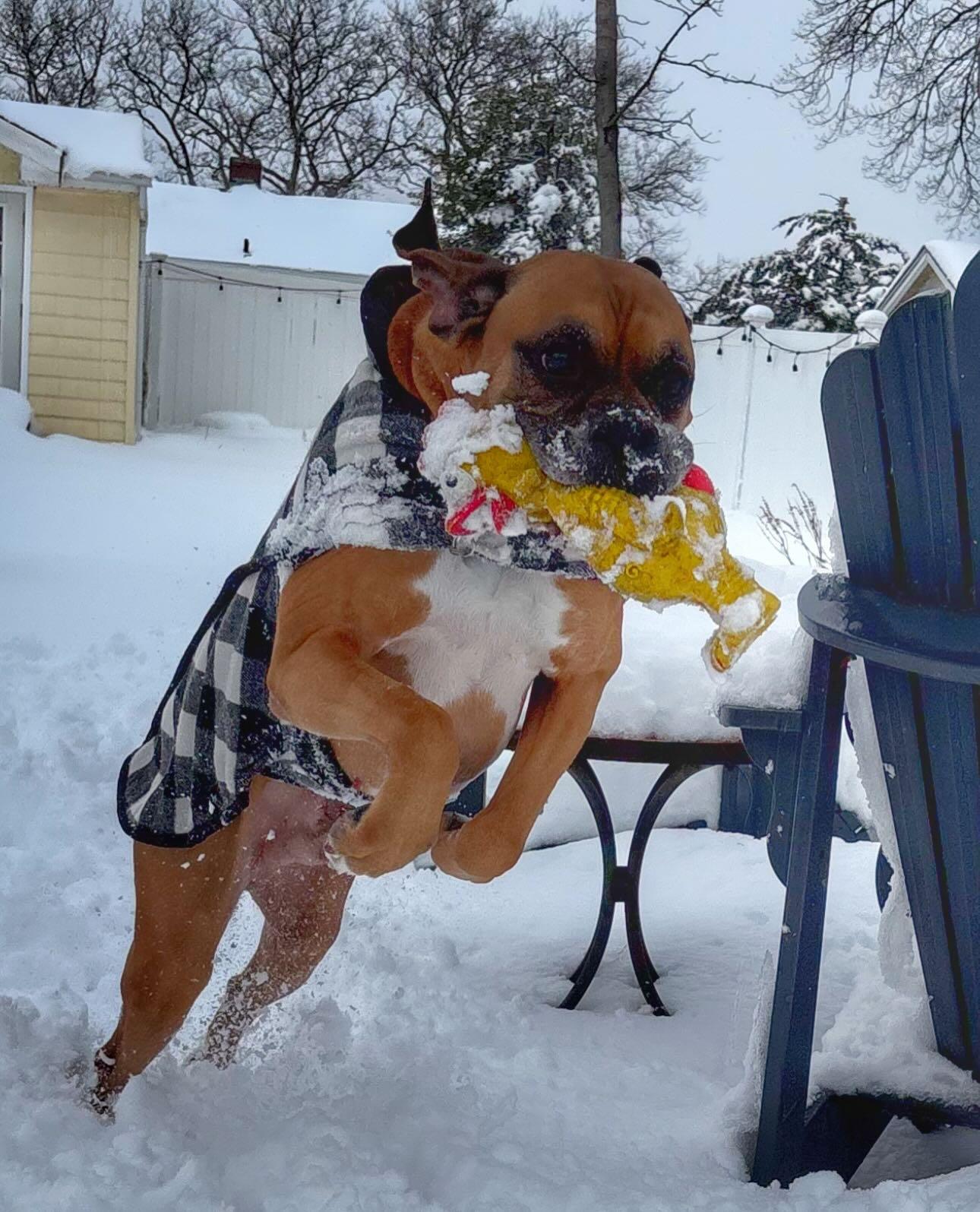 Mr Wrinkles, an adoptable Boxer in Middlesex, NJ image 4/4
