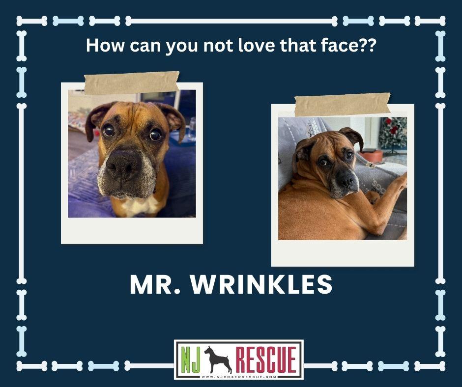 Mr Wrinkles, an adoptable Boxer in Middlesex, NJ image 1/4