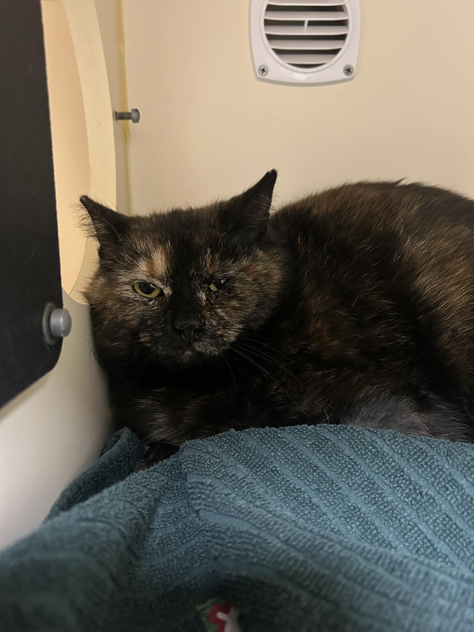 Enlarge Puff, a Adoptable Domestic Short Hair in Lancaster, PA image 1/1