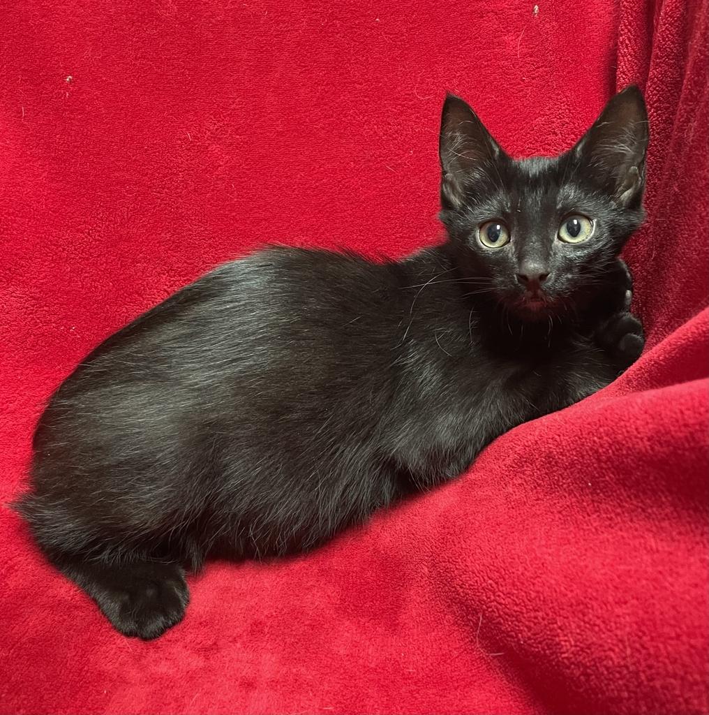 Pomni, ADOPTABLE, Kitten Male Domestic Short Hair.