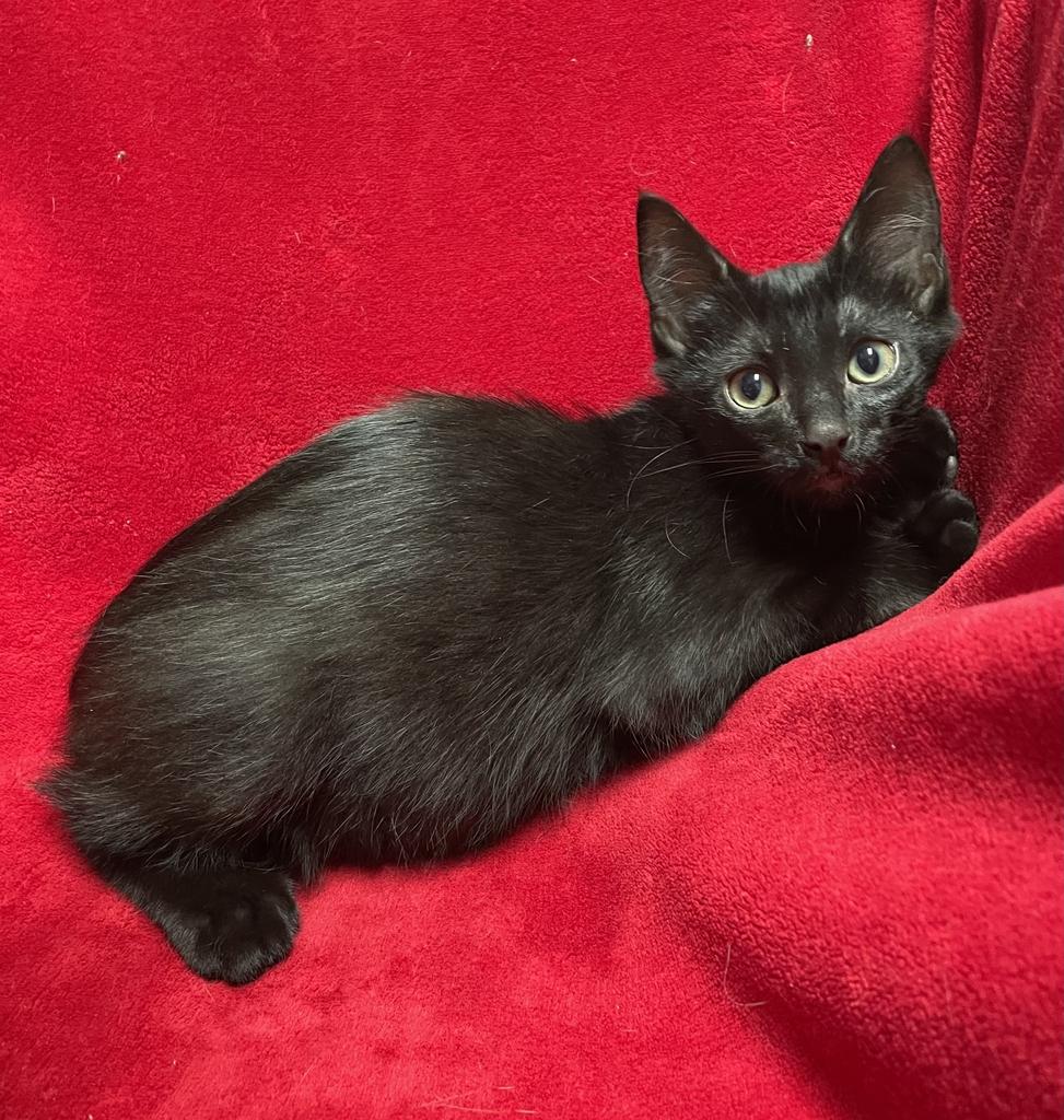 Pomni, a ADOPTABLE Domestic Short Hair in Jackson, MI image 2/5