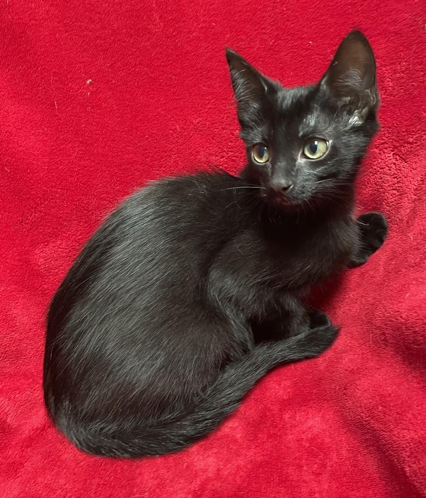 Pomni, a ADOPTABLE Domestic Short Hair in Jackson, MI image 5/5