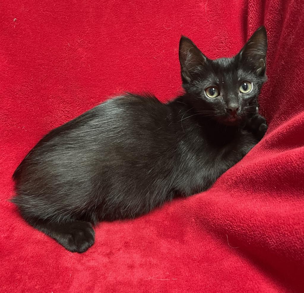 Pomni, a ADOPTABLE Domestic Short Hair in Jackson, MI image 3/5