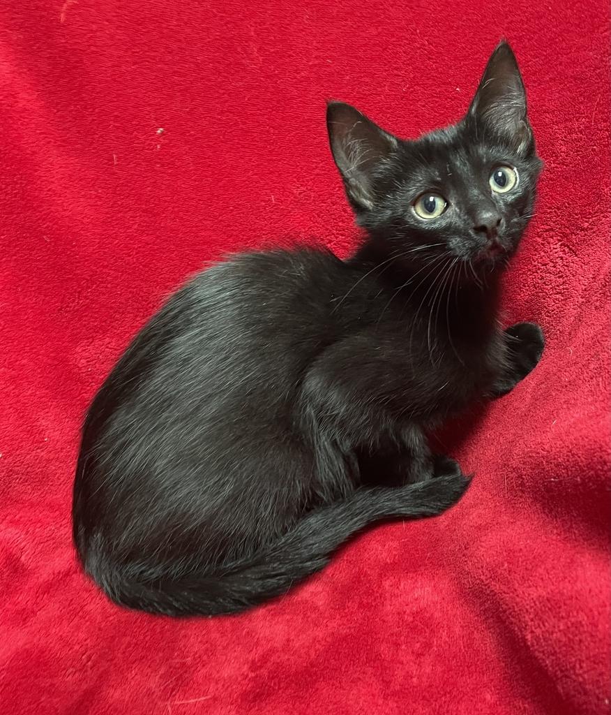 Pomni, a ADOPTABLE Domestic Short Hair in Jackson, MI image 4/5
