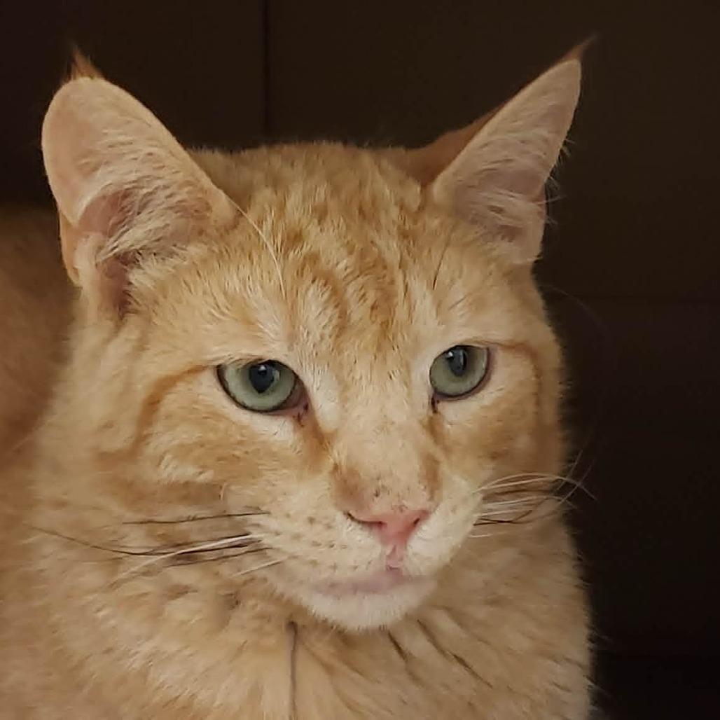 Enlarge Jenga, a Adoptable Domestic Short Hair in Ballston Spa, NY image 3/5