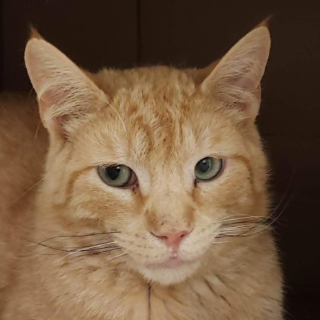 Enlarge Jenga, a Adoptable Domestic Short Hair in Ballston Spa, NY image 4/5