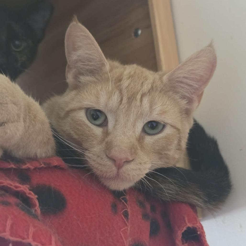 Enlarge Jenga, a Adoptable Domestic Short Hair in Ballston Spa, NY image 5/5