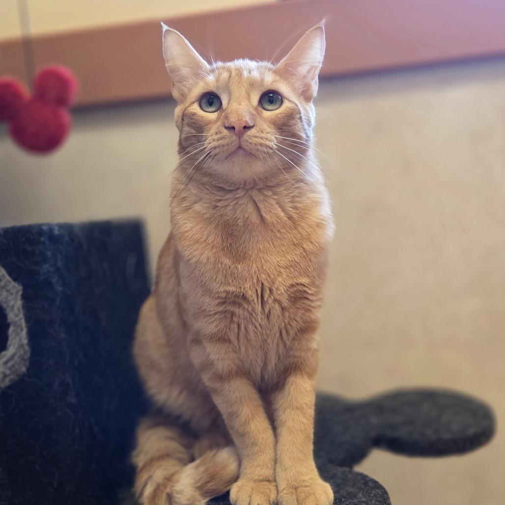 Enlarge Jenga, a Adoptable Domestic Short Hair in Ballston Spa, NY image 6/6